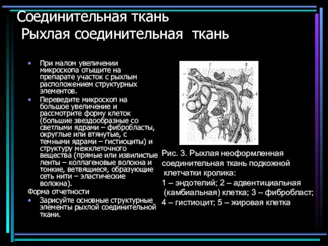 Соединительная ткань Рыхлая соединительная ткань При малом увеличении микроскопа отыщите на