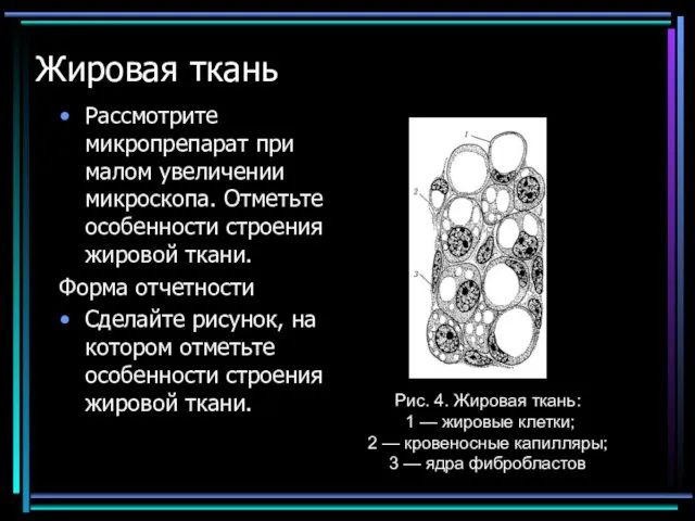 Жировая ткань Рассмотрите микропрепарат при малом увеличении микроскопа. Отметьте особенности строения