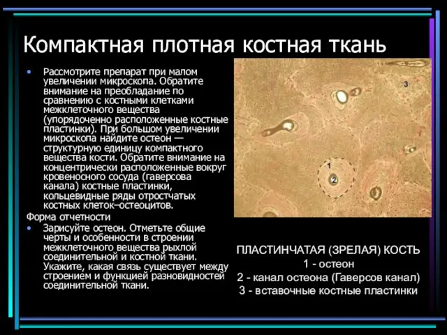 Компактная плотная костная ткань Рассмотрите препарат при малом увеличении микроскопа. Обратите