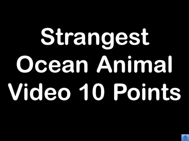 Strangest Ocean Animal Video 10 Points