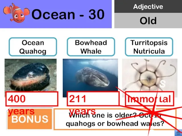 Ocean - 30 Ocean Quahog Bowhead Whale Turritopsis Nutricula Which one