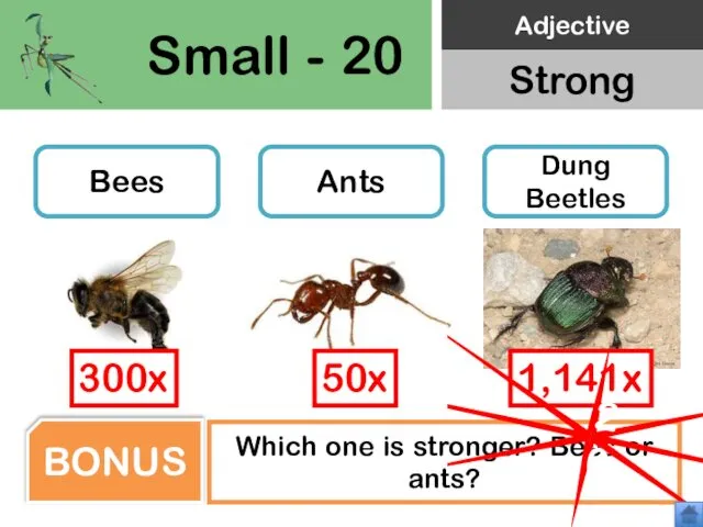 Small - 20 Bees Ants Dung Beetles Which one is stronger?