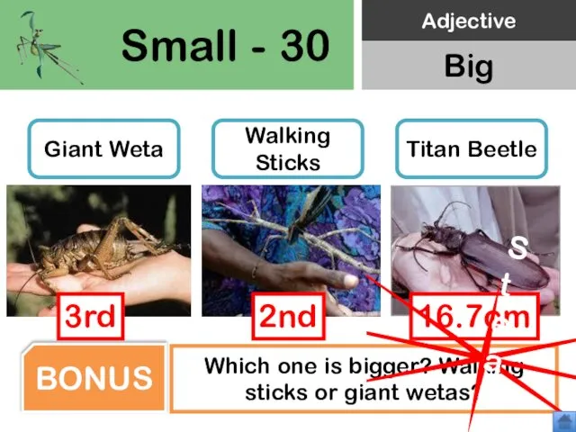 Small - 30 Giant Weta Walking Sticks Titan Beetle Which one