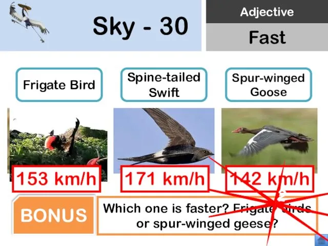 Sky - 30 Frigate Bird Spine-tailed Swift Spur-winged Goose Which one