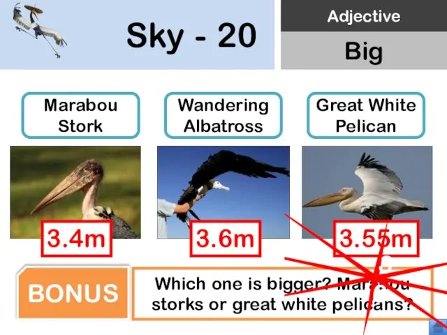 Sky - 20 Marabou Stork Wandering Albatross Great White Pelican Which