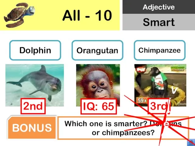 All - 10 Dolphin Orangutan Chimpanzee Which one is smarter? Dolphins