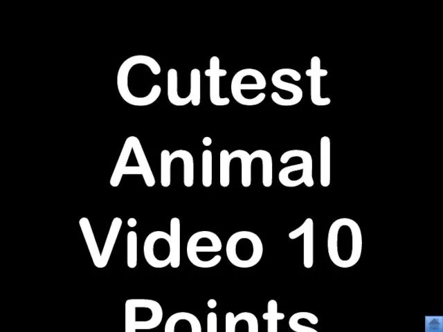 Cutest Animal Video 10 Points