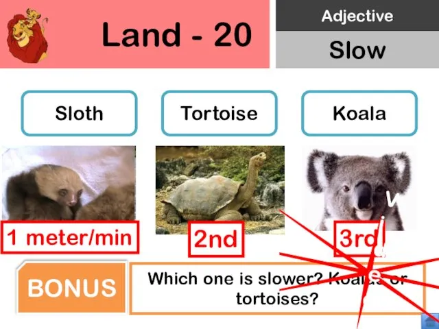 Land - 20 Sloth Tortoise Koala Which one is slower? Koalas