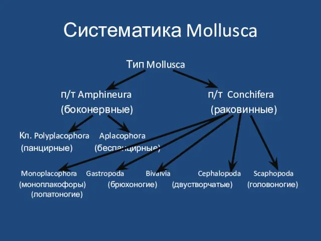 Систематика Mollusca Тип Mollusca п/т Amphineura п/т Conchifera (боконервные) (раковинные) Кл.
