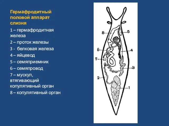 Гермафродитный половой аппарат слизня 1 – гермафродитная железа 2 – проток