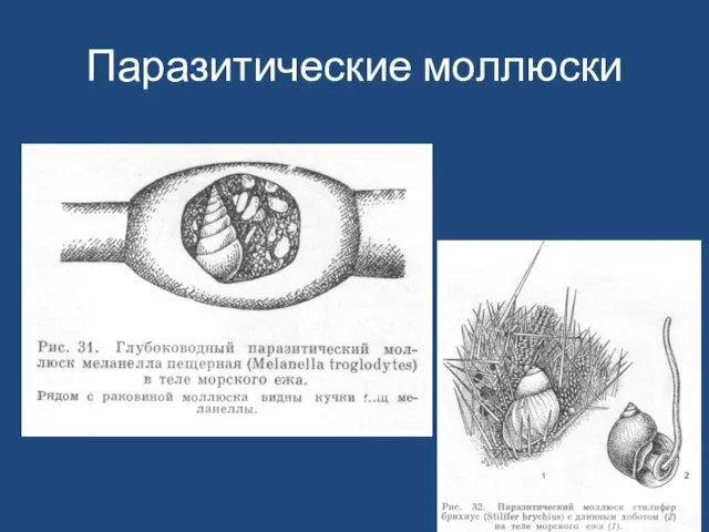 Паразитические моллюски