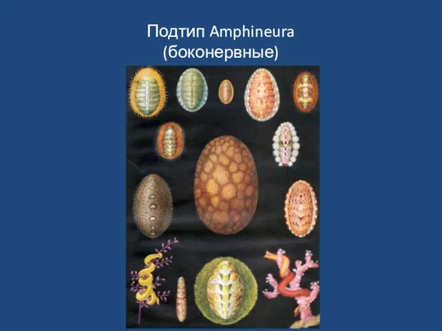 Подтип Amphineura (боконервные)