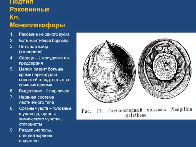 Подтип Раковинные Кл. Моноплакофоры Раковина из одного куска Есть мантийная борозда