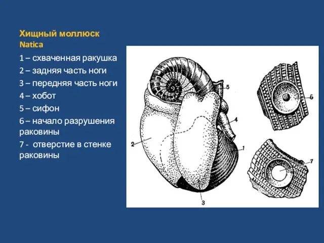 Хищный моллюск Natica 1 – схваченная ракушка 2 – задняя часть