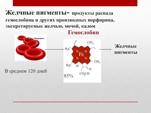 Желчные пигменты- продукты распада гемоглобина и других производных порфирина, экскретируемые желчью,