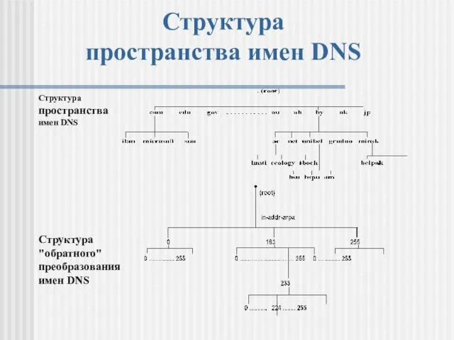 Структура пространства имен DNS Структура пространства имен DNS Структура "обратного" преобразования имен DNS