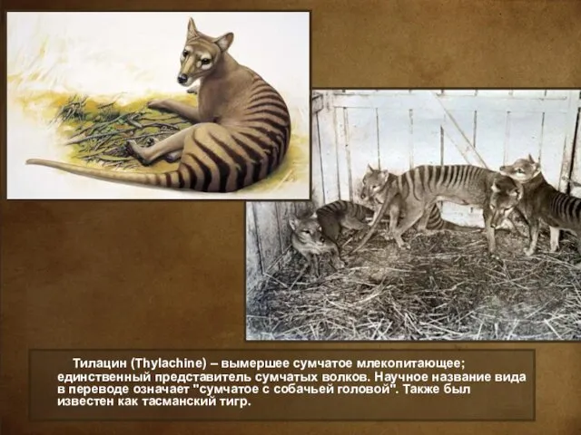 Тилацин (Thylachine) – вымершее сумчатое млекопитающее; единственный представитель сумчатых волков. Научное