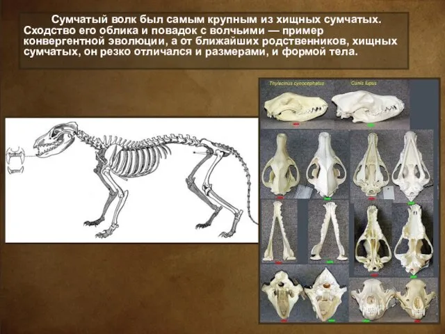 Сумчатый волк был самым крупным из хищных сумчатых. Сходство его облика