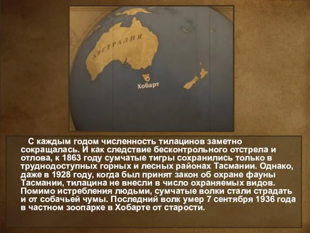 С каждым годом численность тилацинов заметно сокращалась. И как следствие бесконтрольного