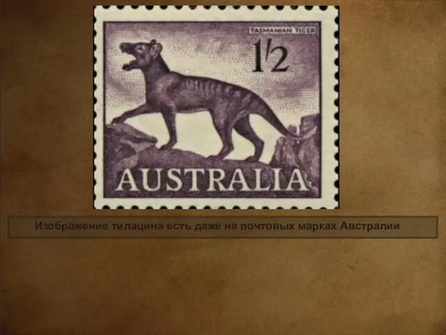 Изображение тилацина есть даже на почтовых марках Австралии