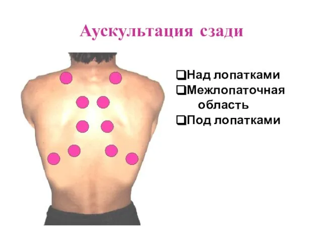 Аускультация сзади Над лопатками Межлопаточная область Под лопатками