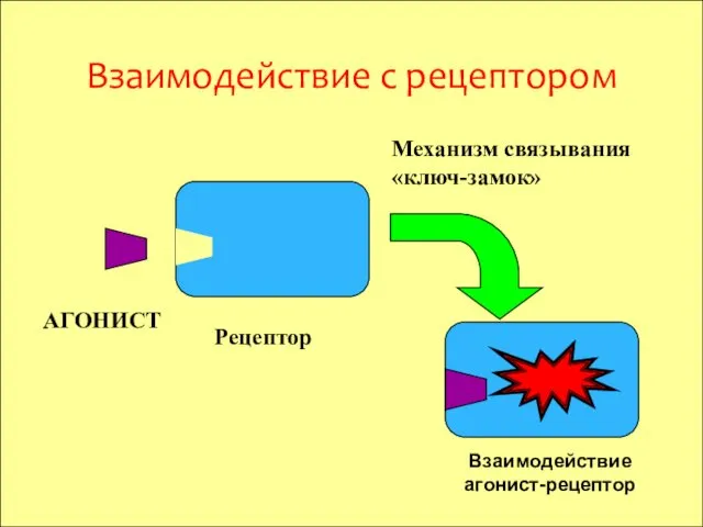 Взаимодействие с рецептором АГОНИСТ Рецептор Взаимодействие агонист-рецептор Механизм связывания «ключ-замок»