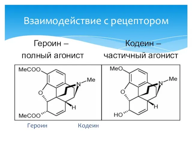 Героин Кодеин Взаимодействие с рецептором Героин – полный агонист Кодеин – частичный агонист