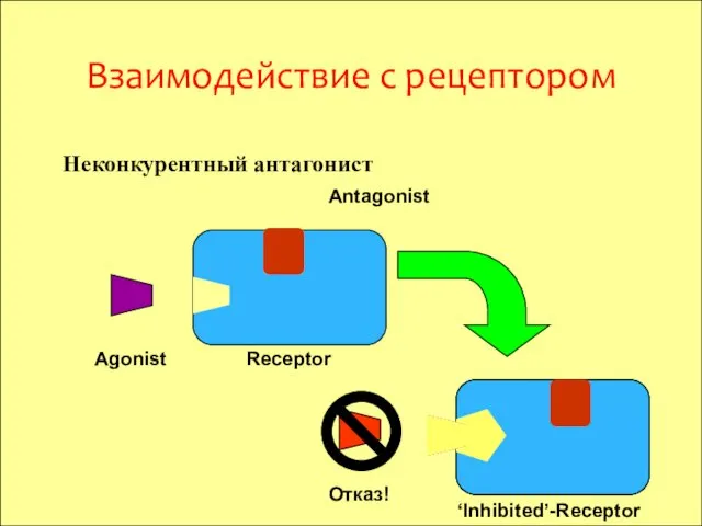 Agonist Receptor Antagonist ‘Inhibited’-Receptor Отказ! Взаимодействие с рецептором Неконкурентный антагонист