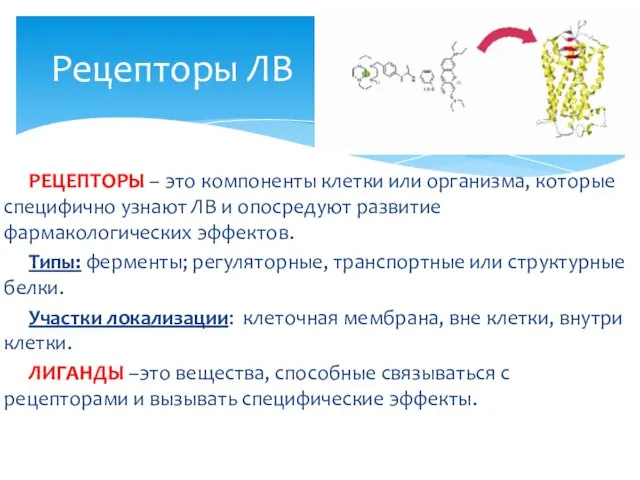 РЕЦЕПТОРЫ – это компоненты клетки или организма, которые специфично узнают ЛВ