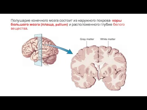 Полушарие конечного мозга состоит из наружного покрова- коры большого мозга (плаща,