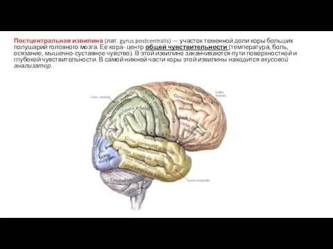 Постцентральная извилина (лат. gyrus postcentralis) — участок теменной доли коры больших