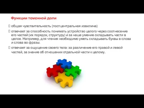 Функции теменной доли общая чувствительность (постцентральная извилина) отвечает за способность понимать