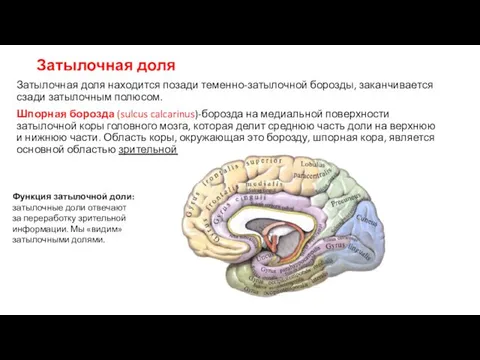 Затылочная доля Затылочная доля находится позади теменно-затылочной борозды, заканчивается сзади затылочным