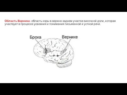 Область Вернике- область коры в верхне-заднем участке височной доли, которая участвует