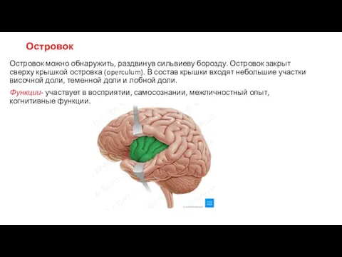 Островок Островок можно обнаружить, раздвинув сильвиеву борозду. Островок закрыт сверху крышкой