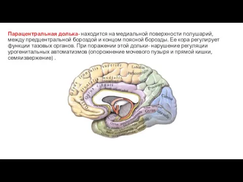 Парацентральная долька- находится на медиальной поверхности полушарий, между предцентральной бороздой и