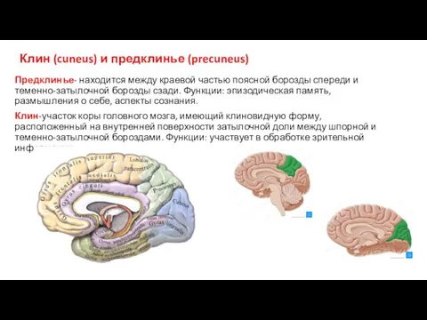 Клин (cuneus) и предклинье (precuneus) Предклинье- находится между краевой частью поясной