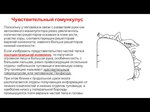 Чувствительный гомункулус Поскольку у человека в связи с развитием руки как