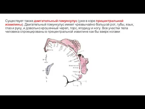 Существует также двигательный гомункулус (уже в коре прецентральной извилины). Двигательный гомункулус