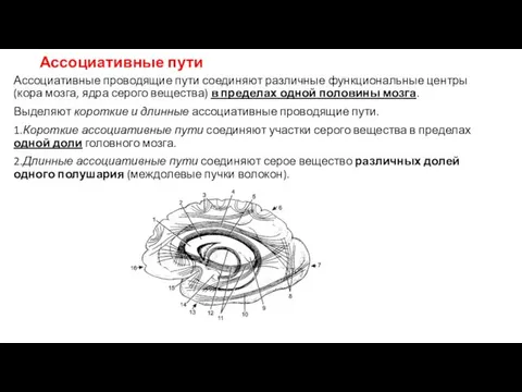 Ассоциативные пути Ассоциативные проводящие пути соединяют различные функциональные центры (кора мозга,