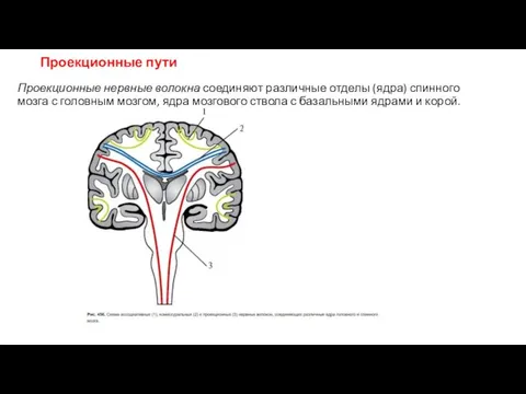 Проекционные пути Проекционные нервные волокна соединяют различные отделы (ядра) спинного мозга