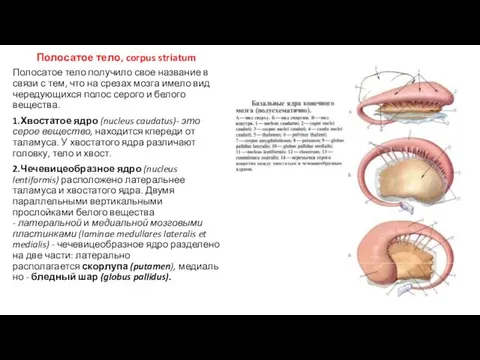 Полосатое тело, corpus striatum Полосатое тело получило свое название в связи