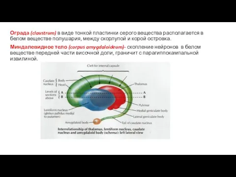 Ограда (claustrum) в виде тонкой пластинки серого вещества располагается в белом