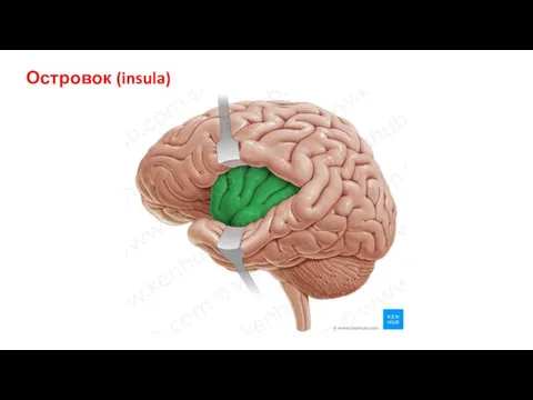 Островок (insula)