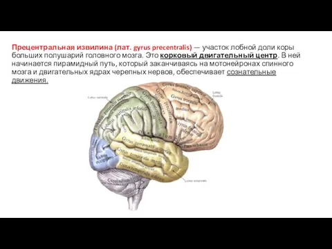 Прецентральная извилина (лат. gyrus precentralis) — участок лобной доли коры больших