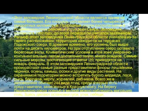 Этот заповедник Ленинградской области является одним из самых больших. Его площадь