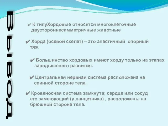 Вывод К типуХордовые относятся многоклеточные двустороннесимметричные животные Хорда (осевой скелет) –