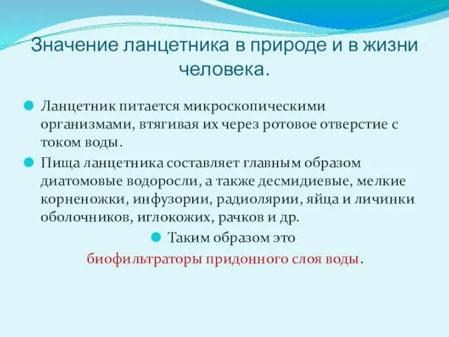 Значение ланцетника в природе и в жизни человека. Ланцетник питается микроскопическими