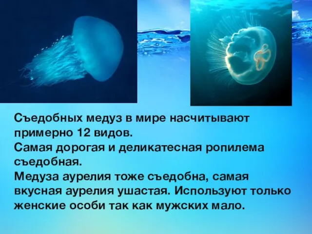 Съедобных медуз в мире насчитывают примерно 12 видов. Самая дорогая и