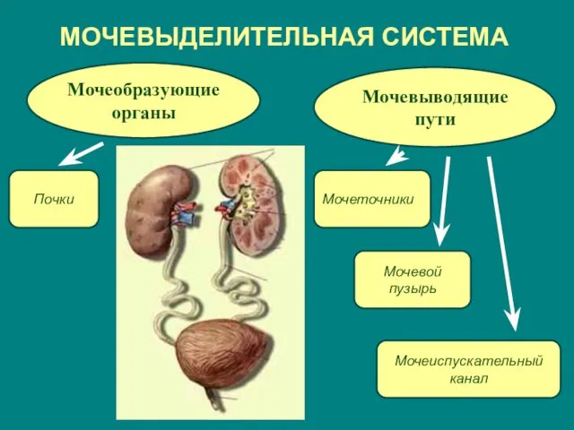 МОЧЕВЫДЕЛИТЕЛЬНАЯ СИСТЕМА Мочеобразующие органы Мочевыводящие пути Мочеточники Мочеиспускательный канал Мочевой пузырь Почки